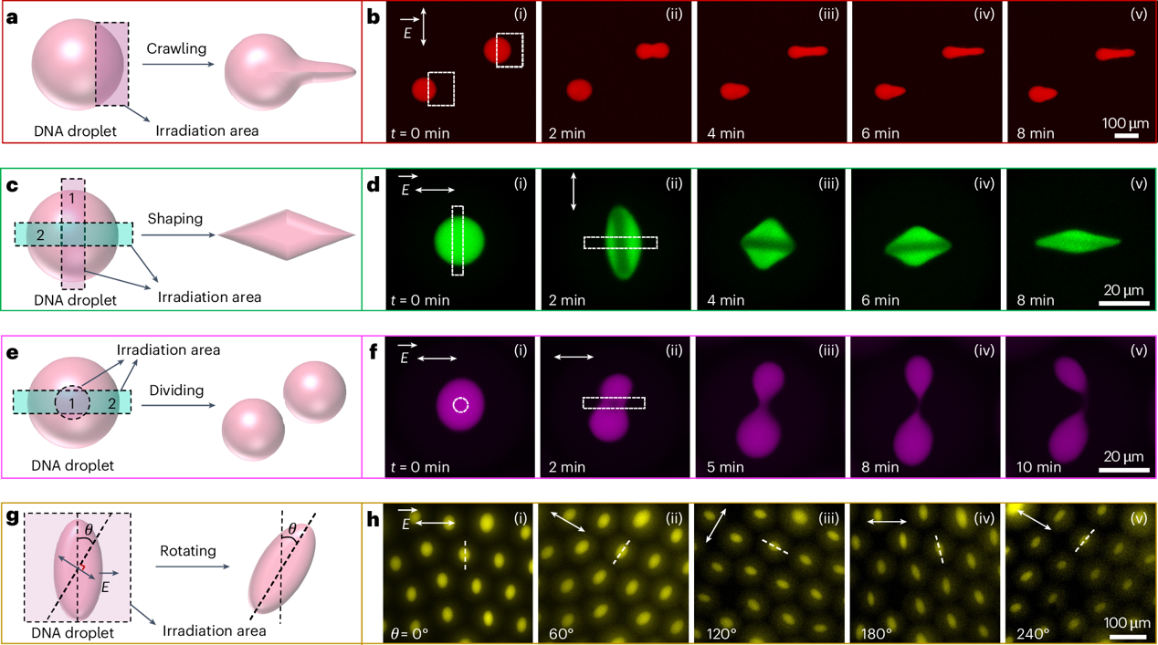 1744250177819727.png 5.png